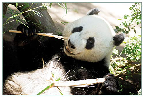 Wallario Küchenrückwand selbstklebend 90 x 60 cm, Motiv: Panda knabbert an Bambusstücken | Spritzschutz abwischbar & pflegeleicht