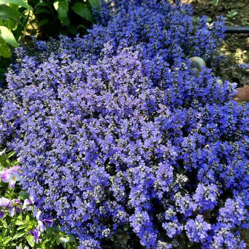 150 pcs Kriechender Günsel Samen - wildblumensamen bienenweide Ajuga reptans, blumensamen kräutergarten geschenk bodendecker winterhart mehrjährig gartenarbeit robuste balkonpflanzen