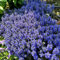 150 pcs Kriechender Günsel Samen - wildblumensamen bienenweide Ajuga reptans, blumensamen kräutergarten geschenk bodendecker winterhart mehrjährig gartenarbeit robuste balkonpflanzen