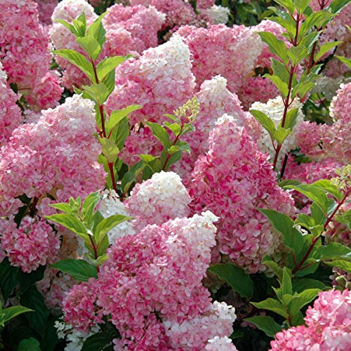 Hydrangea paniculata Vanille Fraise - Hydrangea - Plant in 12 cm Pot
