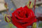 Baumschule Pflanzenvielfalt Edelrose Black Magic® - Rosa Black Magic® - Teehybride - samtiges dunkelrot - Tantau-Rose -