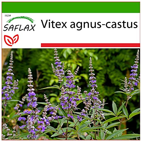 SAFLAX - Heilpflanzen - Mönchspfeffer - 30 Samen - Mit keimfreiem Anzuchtsubstrat - Vitex agnus-castus