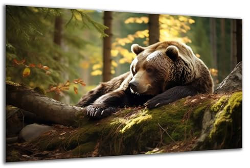 DARO Design - Wand-Bild auf 6mm HDF 84x56 cm brauner Bär im Wald liegend - Wand-Deko Bilder Geschenk