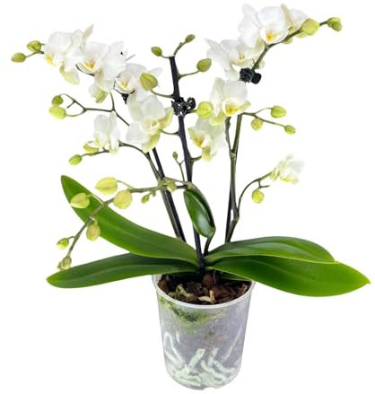 Premium Mini Zurich Live Orchid Plant for Indoors Phalaenopsis 9CM Triple Stem Double Colour Flowers White-Cream