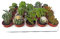 5 unidades Planta suculenta y crasa sin pinchos en maceta 5 cm