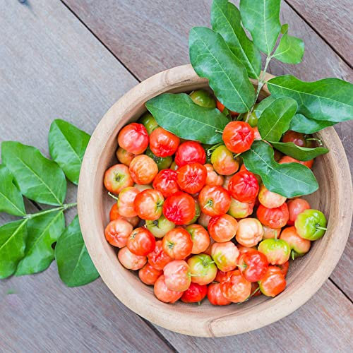 80 semi di acerola frutta fresca piante da interno reali piante resistenti per balconi piante rampicanti resistenti semi succulenti a crescita rapida semi bonsai indoor