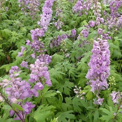 6x Pacific Rittersporn 'Astolat' - Delphinium Pacific ‘Astolat’ - Topf 9x9cm