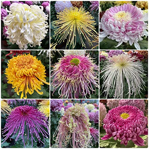 Chrysanthemen Mehrjährig Mix, Chrysantheme Samen Dendranthema Morifolium, Blumen Deko Bienen Geschenk Pflanzensamen Zimmerpflanzen Kunst Pflanzen Fürs Zimmer Blumen Saatgut 300 Stück