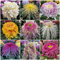 Chrysanthemen Mehrjährig Mix, Chrysantheme Samen Dendranthema Morifolium, Blumen Deko Bienen Geschenk Pflanzensamen Zimmerpflanzen Kunst Pflanzen Fürs Zimmer Blumen Saatgut 300 Stück