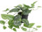 Blooming Artificial Faux Satin Pothos Plant, Fake Trailing Indoor Houseplant with Green Leaves in Black Pot