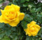 Rosenblütensamen Gelb