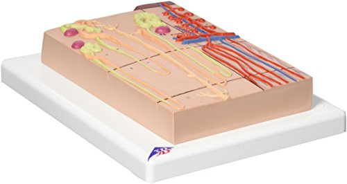 3B Scientific Menschliche Anatomie - Nephron mit Blutgefäßen, 120-fache Größe + kostenlose Anatomie App - 3B Smart Anatomy