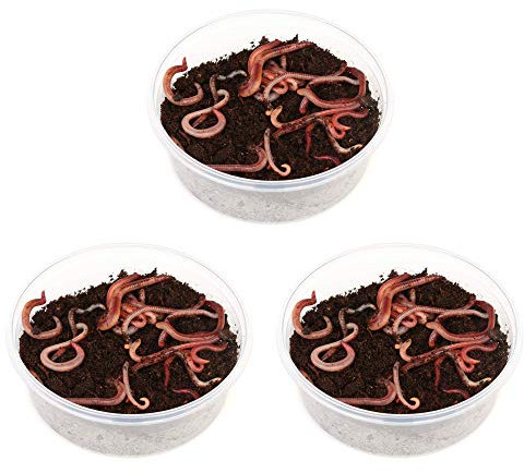 proinsects 3 Dosen Rotwurm - Mix je ca. 35-45 STK. | Angelwürmer | Regenwürmer