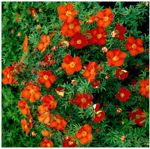 Stauden Gänge 1 x Potentilla fruticosa 'Red Ace' Roter Fingerstrauch | Rote Heckenpflanze für Sonne bis Halbschatten, Blüte Juli bis Oktober, mehrjährig, schnittverträglich, 9x9 cm Topf