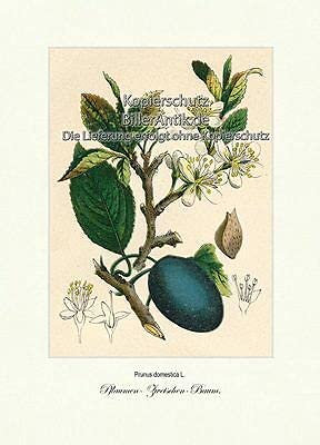 Kunstdruck Vilmorin A4 301 Prunier Prunier Branches de fruits en pierre