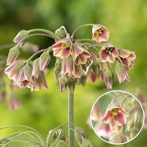 Plant in a Box - Allium Nectaroscordum Siculum - Bulbos de Flor x30 - Ajo ornamental - Rosa - Bulbos holandeses de flores
