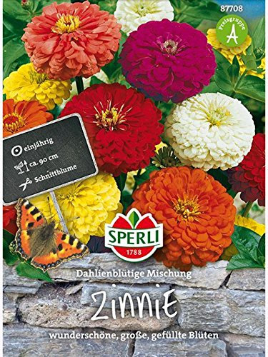 Zinnien dahlienblütige Mischung