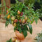 Planta De Melón Pera | Melón Pera Semillas De Plantas Columna Árboles Frutales Regalos Planta De Interior Semillas Suculentas Regalos Sostenibles Plantas De Interior - 40 Piezas