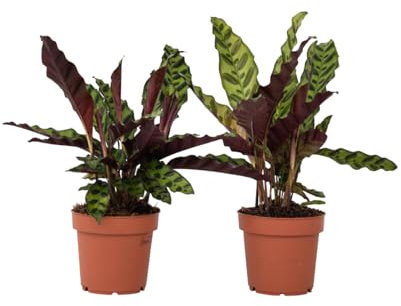 Plant in a Box - Calathea Insignis - 2er Set - Korbmarante - Zimmerpflanzen - Luftreinigende Pflanze - Besondere Blätter - Topf 12cm - Höhe 30-40cm