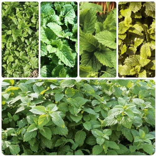 zitronenmelisse samen bio - balkon blumensamen,bodendecker winterhart mehrjährig vanille pflanze,pflanzen winterhart draußen blumensamen mehrjährig winterhart,samen zimmerpflanzen 500pcs