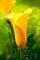 3 X Calla Zantedeschia Florex Gold - Calla Gialla - Bulbi Di Alta Qualità (3)
