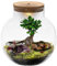 vdvelde.com - Planten Terrarium - Bonsai Biodome - • Bonsai en mini plantjes• Ø 25 cm ↥ 28 cm• Verlichting op batterijen