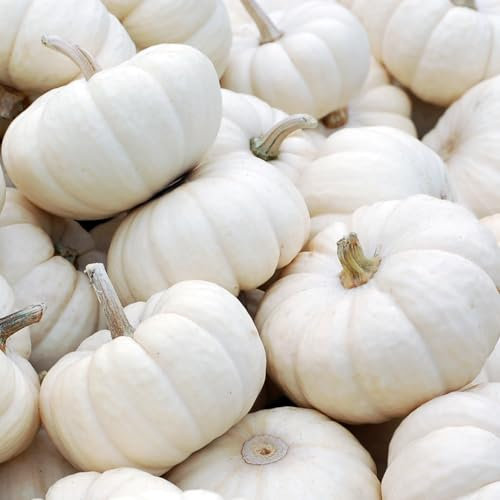 Mini-Kürbis Baby Boo 10 Samen - vielseitiger Mini-Kürbis