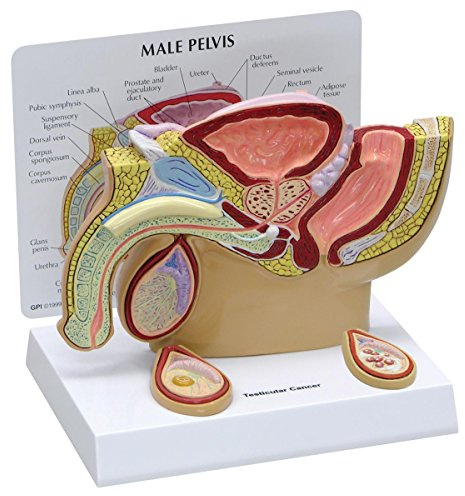 GPI Anatomicals 3570 Becken männlich Modell mit Hoden, 1019565