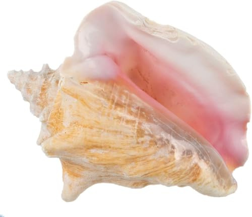 Conch Shell Decor - Seashell Decor - 6-8 Large Sea Shell - Shells for Decoration - Large Seashells for Crafts - Magic Conch Shell Room Decor