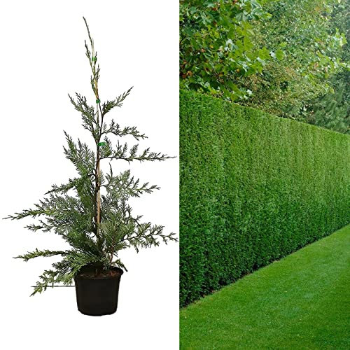 Leyland Cypress Plant 40-50cm in Height - Cupressocyparis leylandii in 9cm Pot - Green Fast Growing Privacy Hedge (3 Plants)