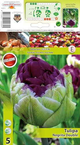 Tulpenzwiebeln : Pfingstrosen Tulpe Negrita Double 5 Blumenzwiebeln