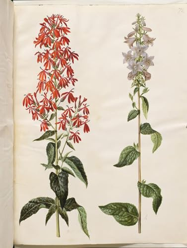 PMEFGJDPE Famous HD Canvas Art Canvas Wall Artwork Lobelia Cardinalis Campanula Latifolia by Hans Simon Holtzbecker Classic Wall Decor for Home Decor 60x90cm