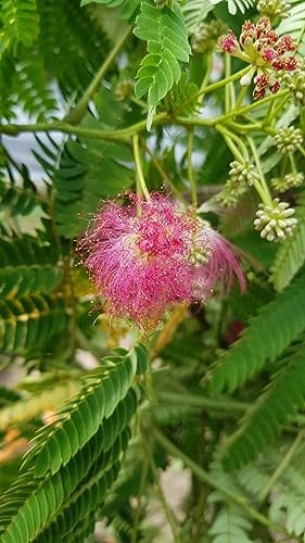 Albizia julibrissin OMBRELLA® 'Boubri' / Arbre à soie à fleurs rose/Conteneur de 3 à 4 litres