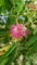 Albizia julibrissin OMBRELLA® 'Boubri' / Arbre à soie à fleurs rose/Conteneur de 3 à 4 litres