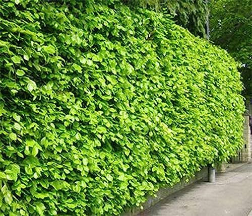 Common Beech - Fagus sylvatica - 10 Seeds - Very Hardy Specimen or Hedge