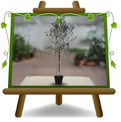 Oliviers Frantoio EURO PLANTS VIVAI - Olives pour Huile - Hauteur:200-240 CM Âge: 10 Ans Vase Seau : 35 CM