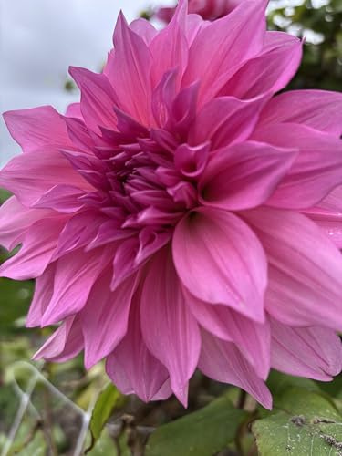 Dahlia 'Emory Paul' Dinner-Plate Type (Tuber) Free UK Postage