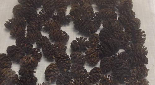 catappa-leaves Erlenzapfen ~1000Stk.(=400g), Schwarzerle, Alnus glutinosa, Black Alder Cones