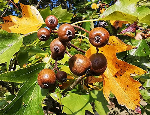 Wild Service Tree, Sorbus torminalis, Cream Flowers, Fruits, Great for UK Climate, 15-20cm Tall Plants