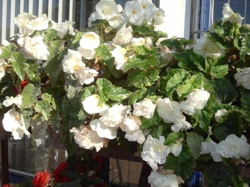 Begonienzwiebeln : Begonia pendula weiß - Begonie Weiß Hängebegonie 1 Blumenzwiebel/Knolle