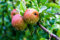 Wildapfel im Topf/Container 40-60 cm