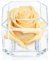 Eternal Petals A 100% Real Rose That Lasts Years, Handmade in UK – White Gold Solo with A Clear Crystal (Champagne)