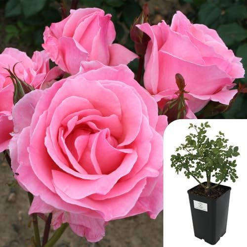 Queen Elizabeth Floribunda Rose - Disease Resistant, Fragrant Potted Rose, Perfect for Year-Round Blooms, 3L Pot - Soft Pink, Timeless English Garden Beauty