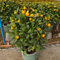 calamondin baum samen, frisches obst topfpflanzen draußen winterhart orangenbaum stauden mehrjährig baumsamen exotische früchte zwergobstbäume topf pflanze deko 50pcs