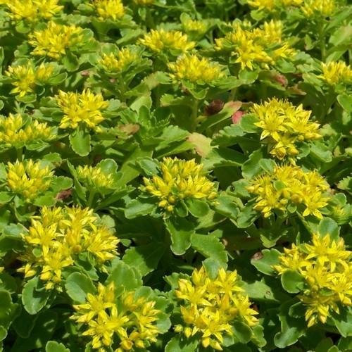 Frescos 2000 semillas - Sedum Aizoon cubierta de tierra de semillas