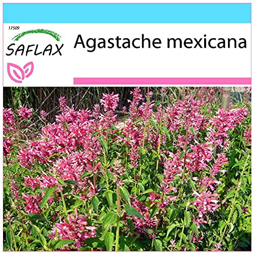 SAFLAX - Set regalo - Toronjil morado - 50 semillas - Con caja regalo/envío, etiqueta para envío, tarjeta de felicitación y sustrato de cultivo y fertilizante - Agastache mexicana