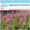 SAFLAX - Set regalo - Toronjil morado - 50 semillas - Con caja regalo/envío, etiqueta para envío, tarjeta de felicitación y sustrato de cultivo y fertilizante - Agastache mexicana