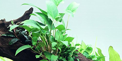 Anubias gracilis - Plante Vivante pour Aquarium