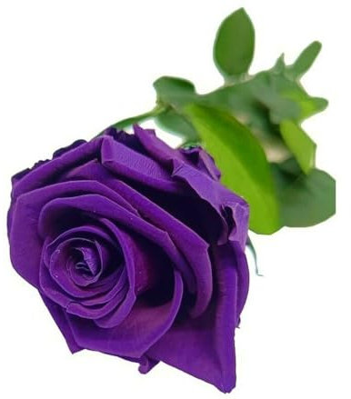 Rosa Eterna Color Lila 25 cm | Eterna | Duradera | Regalo | Decoración del hogar | Exclusiva | para sorprender | Recuerdo