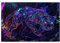 Leopard Puzzle 1000 Teile Erwachsene Traum, Puzzles mit Verpackung Box und Poster, Lustig Stress Abbauen Familien Unterhaltungsspiele für Raumdekoration, Kreative Geschenke für Männer/Frauen 1T-1560